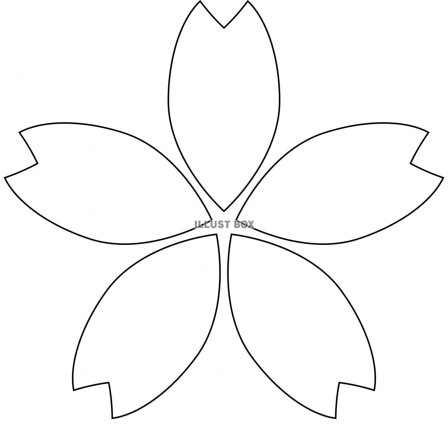 桜　花　花びら　線
