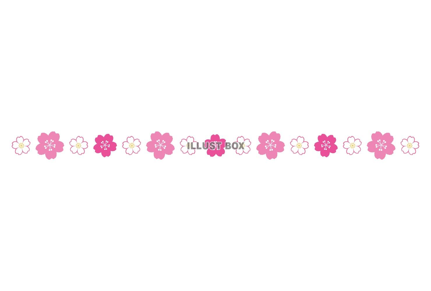 シンプルでかわいい桜の飾り罫/マゼンタ