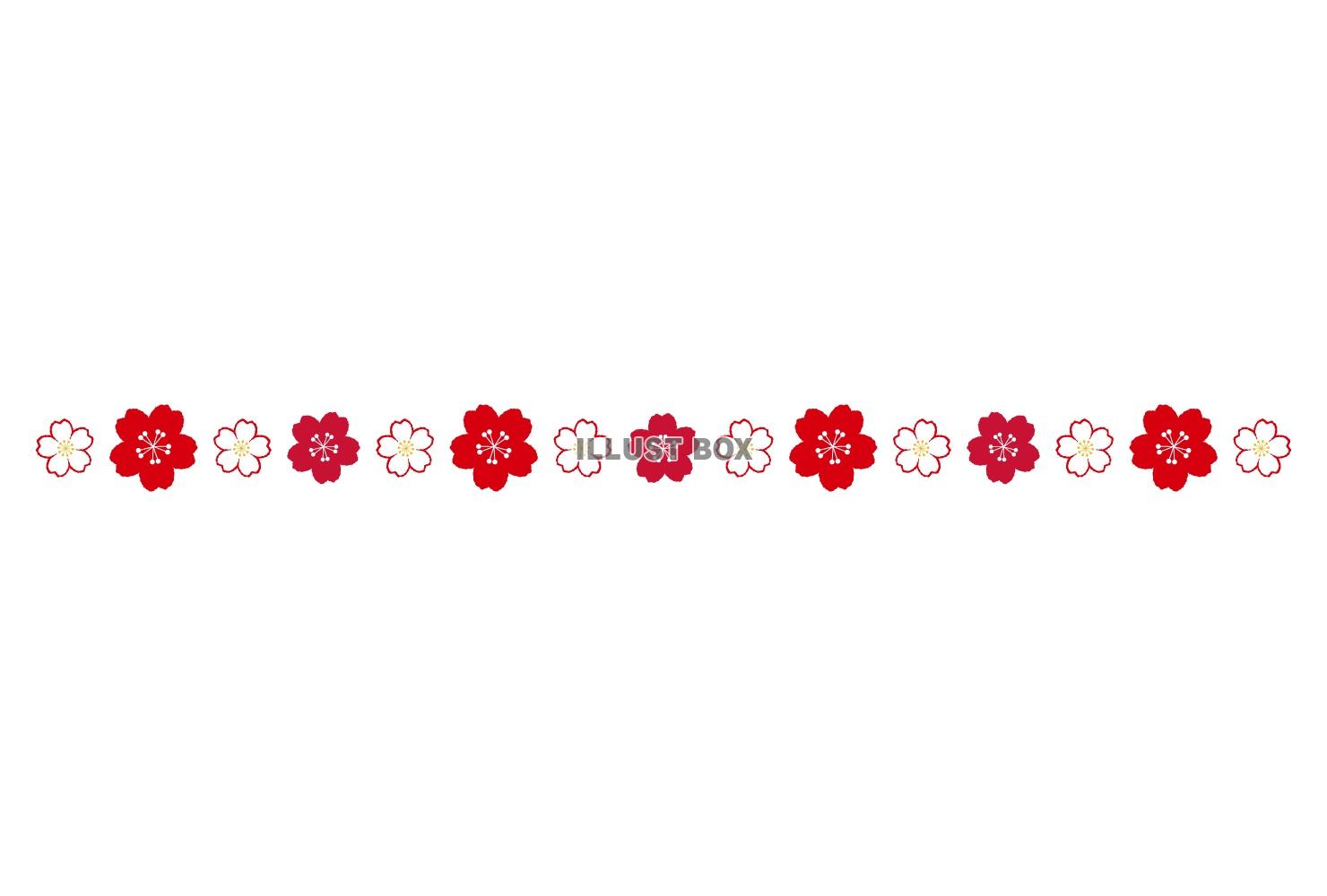 シンプルでかわいい桜の飾り罫/紅白
