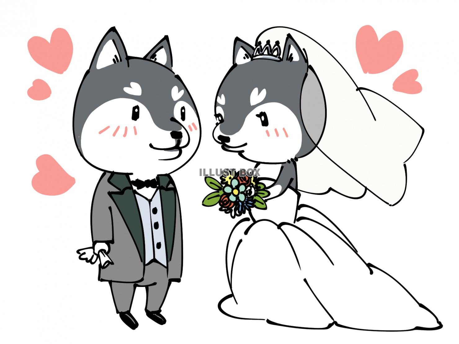 結婚する柴犬(黒)