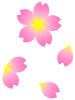 桜の花模様壁紙画像シンプル背景素材イラスト透過png