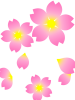 桜の花模様壁紙画像シンプル背景素材イラスト透過png