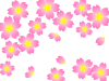 桜の花模様壁紙画像シンプル背景素材イラスト透過png　