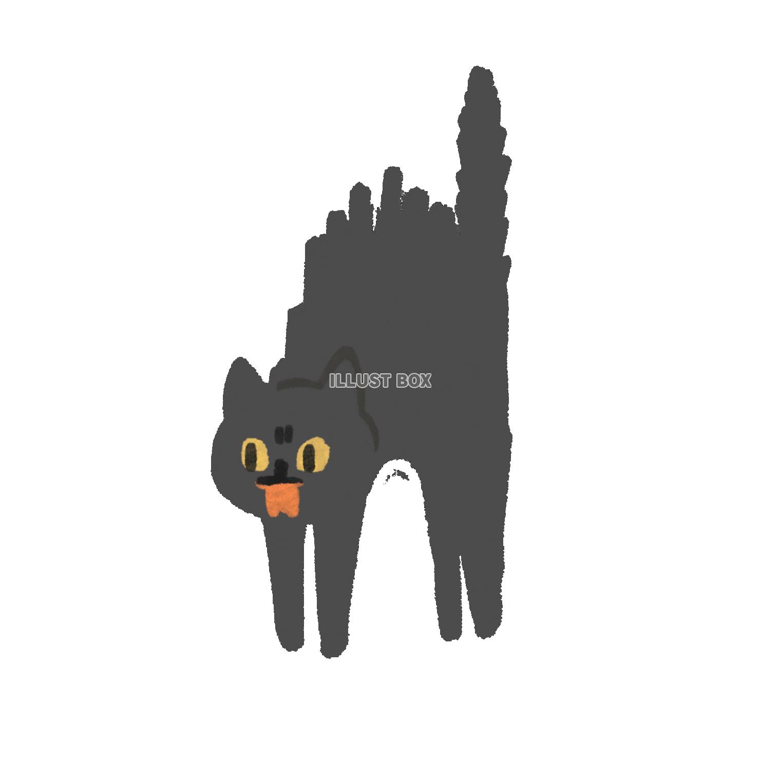 猫シリーズ　怒る黒猫