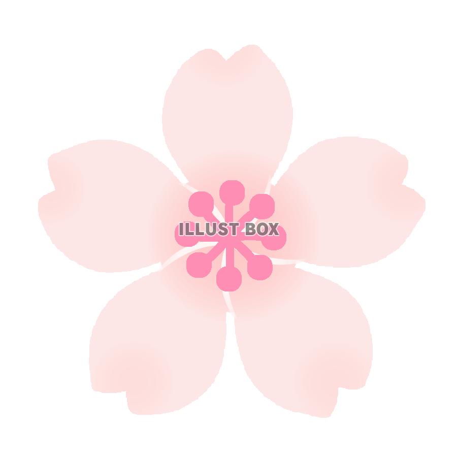 薄ピンク色さくらの花　透過png