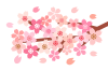 満開の桜の木の枝　透過png