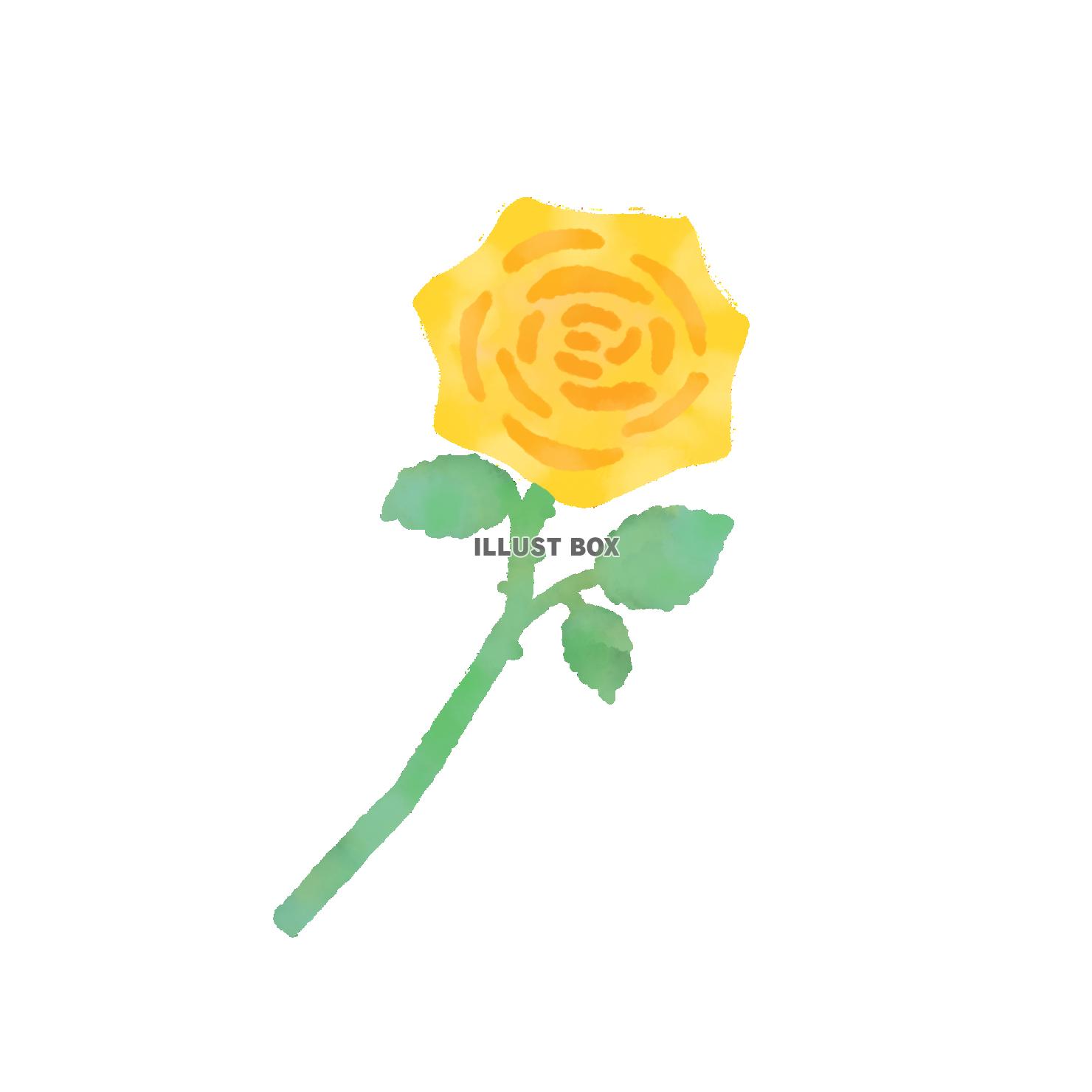 薔薇　黄色