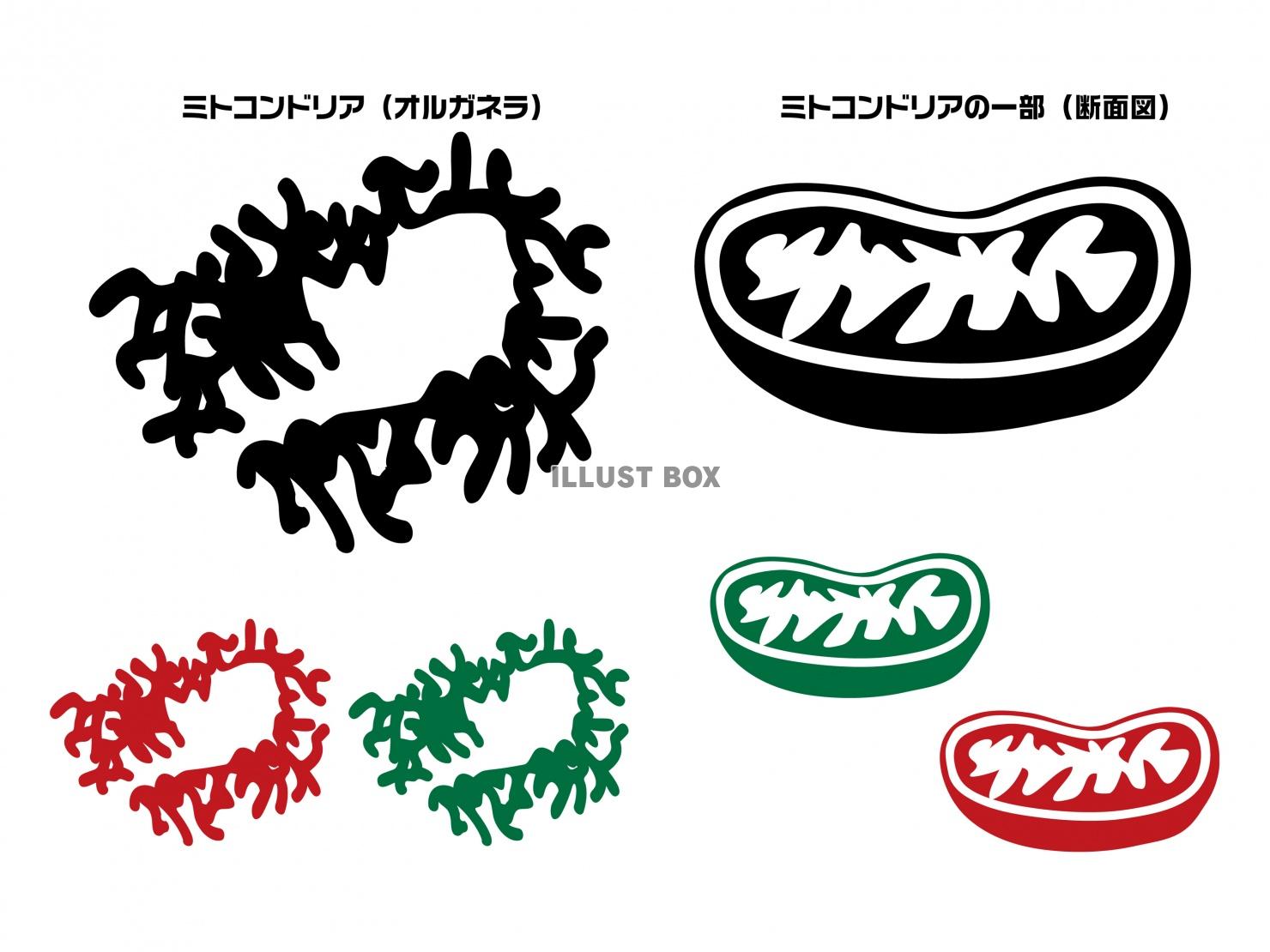 【JPG画像】ミトコンドリア・オルガネラ細胞内器官シルエット...