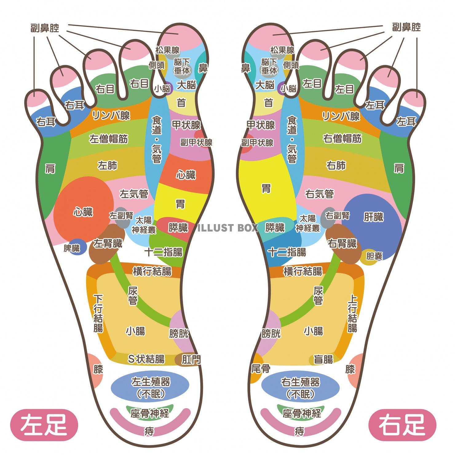 人間の身体★足裏の反射区★足つぼ★文字あり