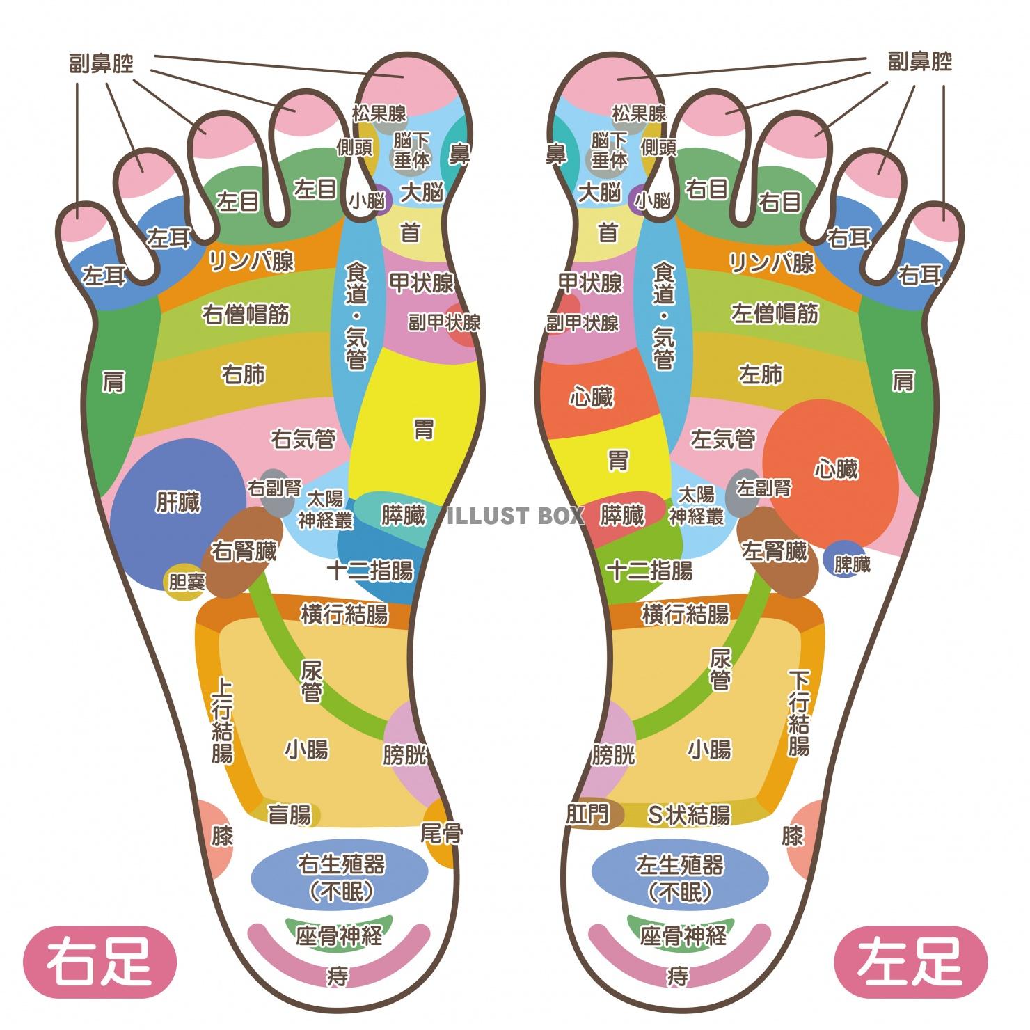 人間の身体★足裏の反射区★足つぼ★文字あり