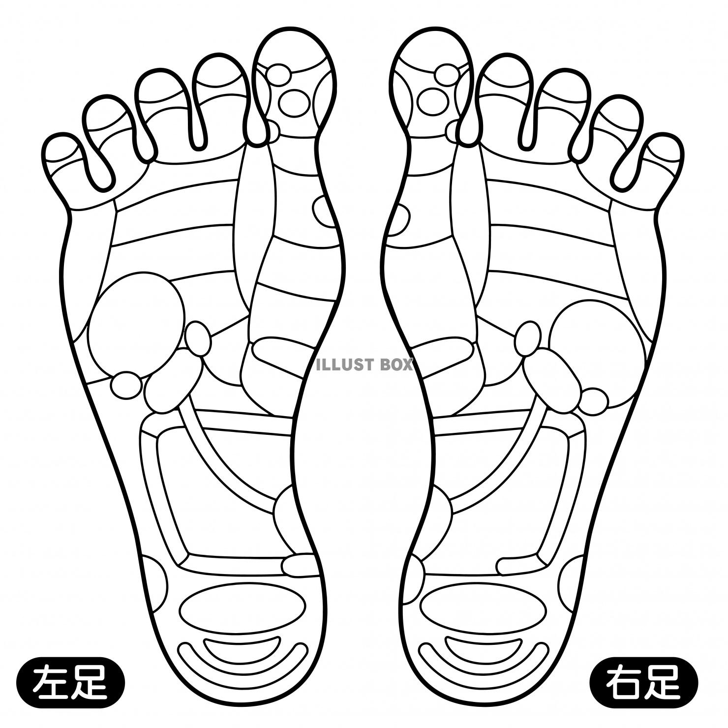 人間の身体★足裏の反射区★足つぼ★文字なし