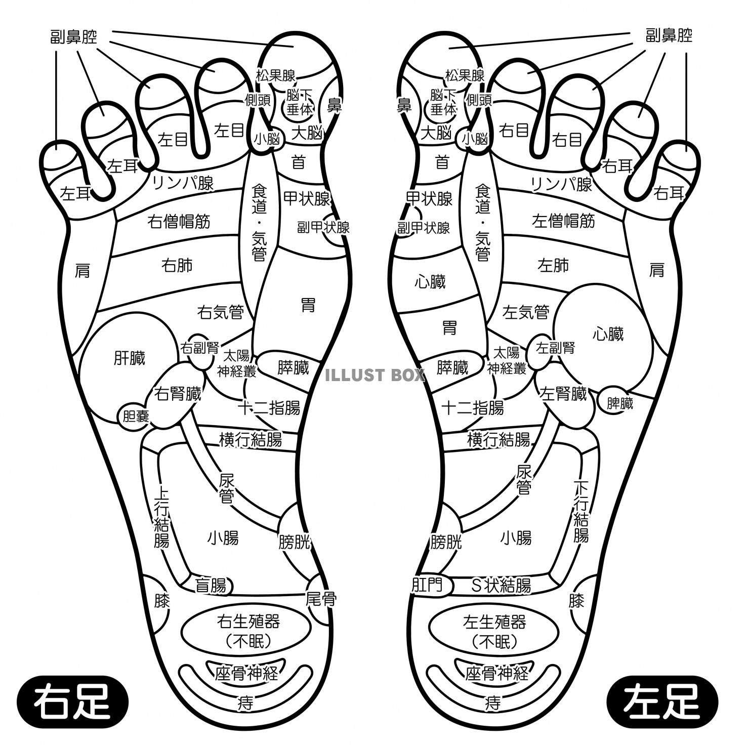 人間の身体★足裏の反射区★足つぼ★文字あり