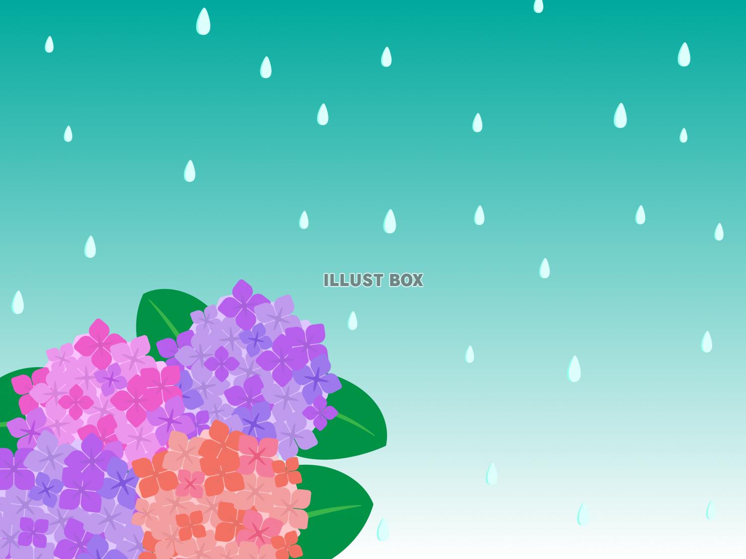 紫陽花の背景03
