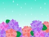 紫陽花と雨の背景04