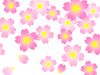 桜の花模様壁紙画像シンプル背景素材イラスト透過png