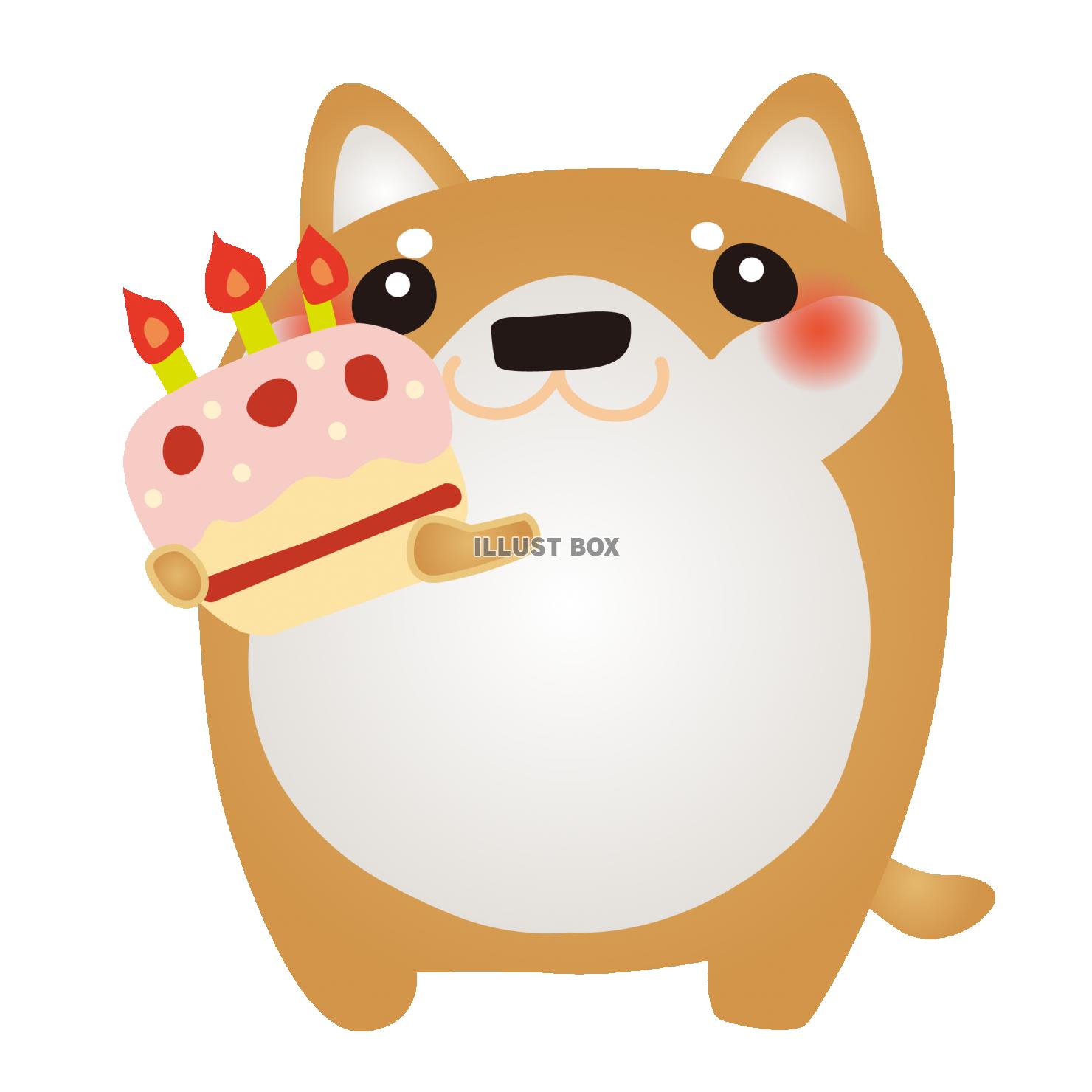 柴犬ハピバケーキ