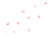 桜の花びら　少量