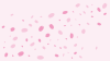 背景・散る桜の花びら・斜め・ピンク