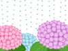 雨降りの紫陽花壁紙画像シンプル背景素材イラスト透過png