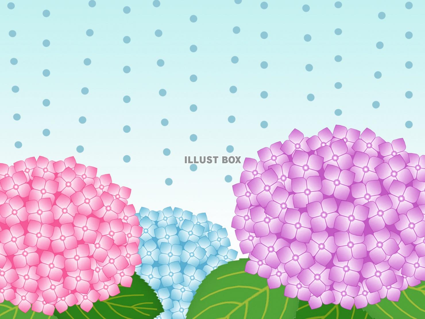 雨降りの紫陽花壁紙画像シンプル背景素材イラスト