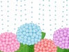 雨降りの紫陽花壁紙画像シンプル背景素材イラスト