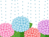 雨降りの紫陽花壁紙画像シンプル背景素材イラスト透過png