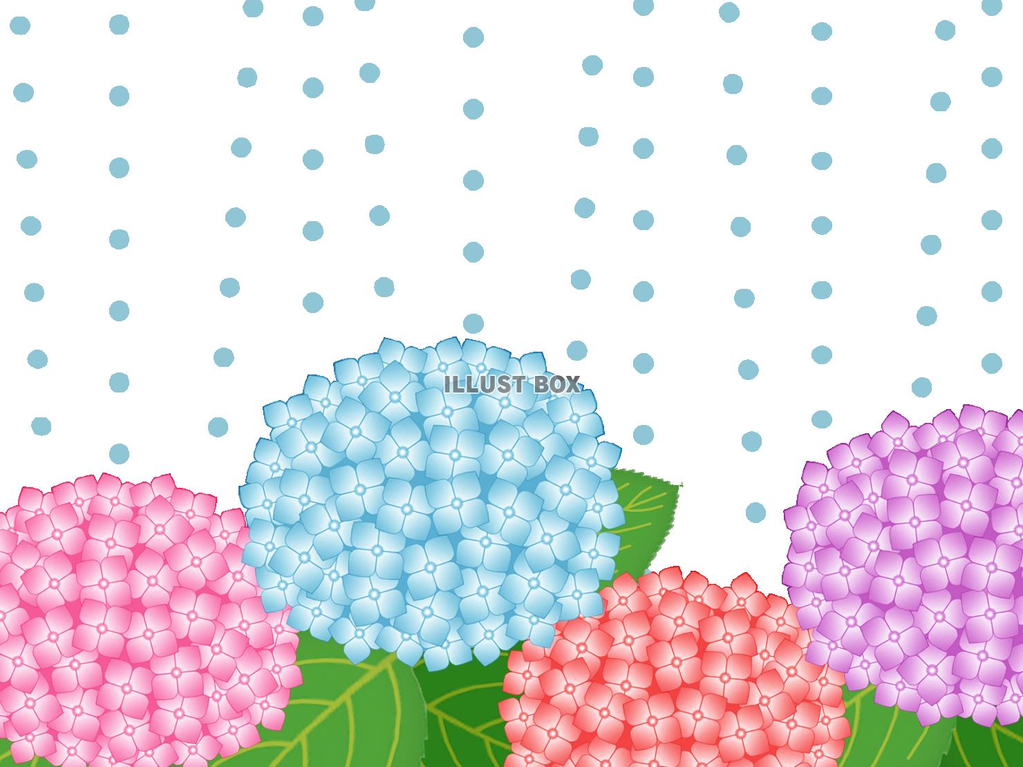 雨降りの紫陽花壁紙画像シンプル背景素材イラスト透過png