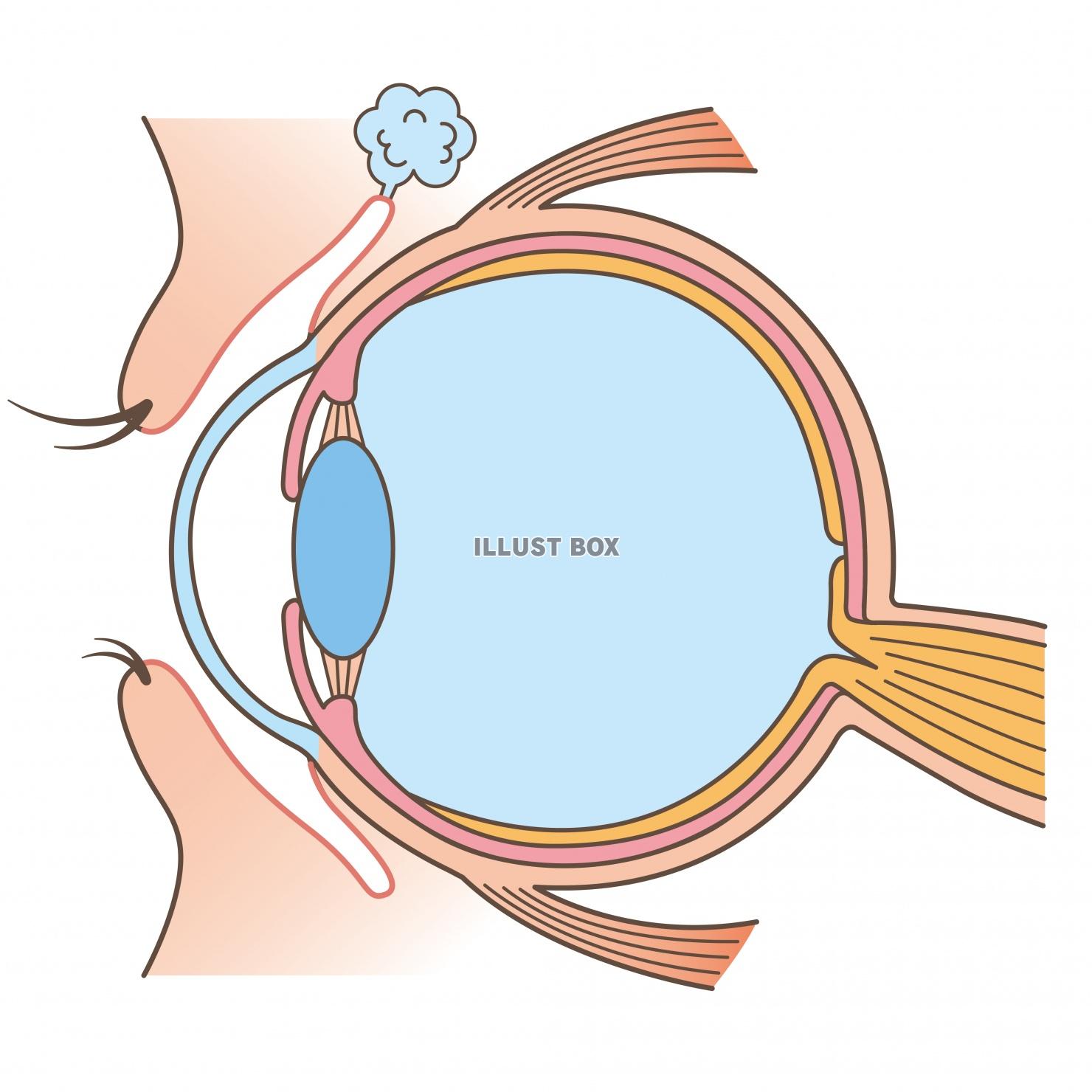 人間の身体★目の構造★眼球★文字なし