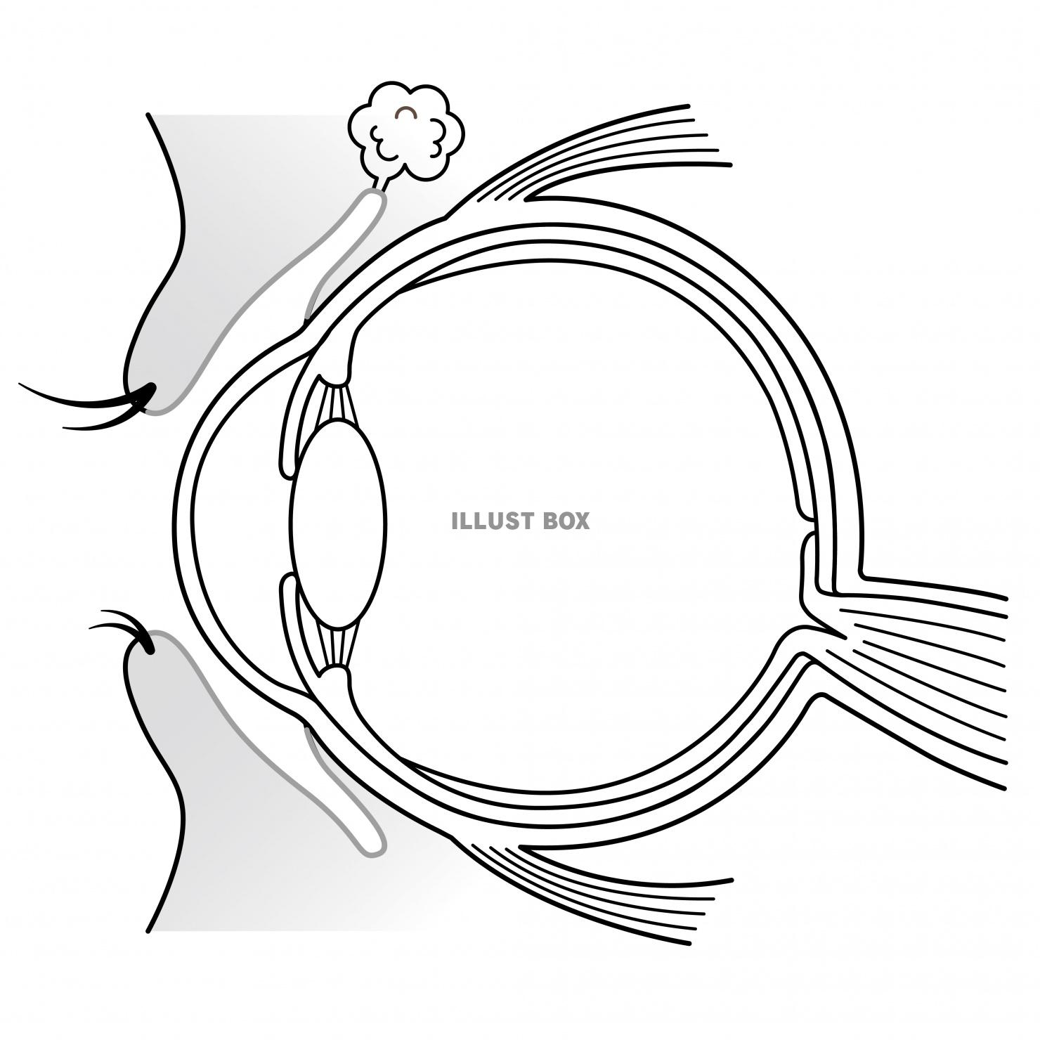 人間の身体★目の構造★眼球★文字なし