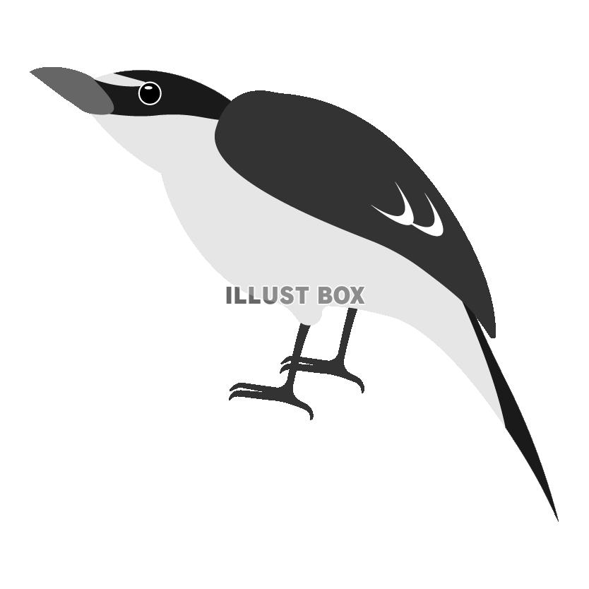 鳥 サンショウクイ