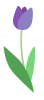 シンプルなチューリップの花　紫色　春のイラスト　透過PNG
