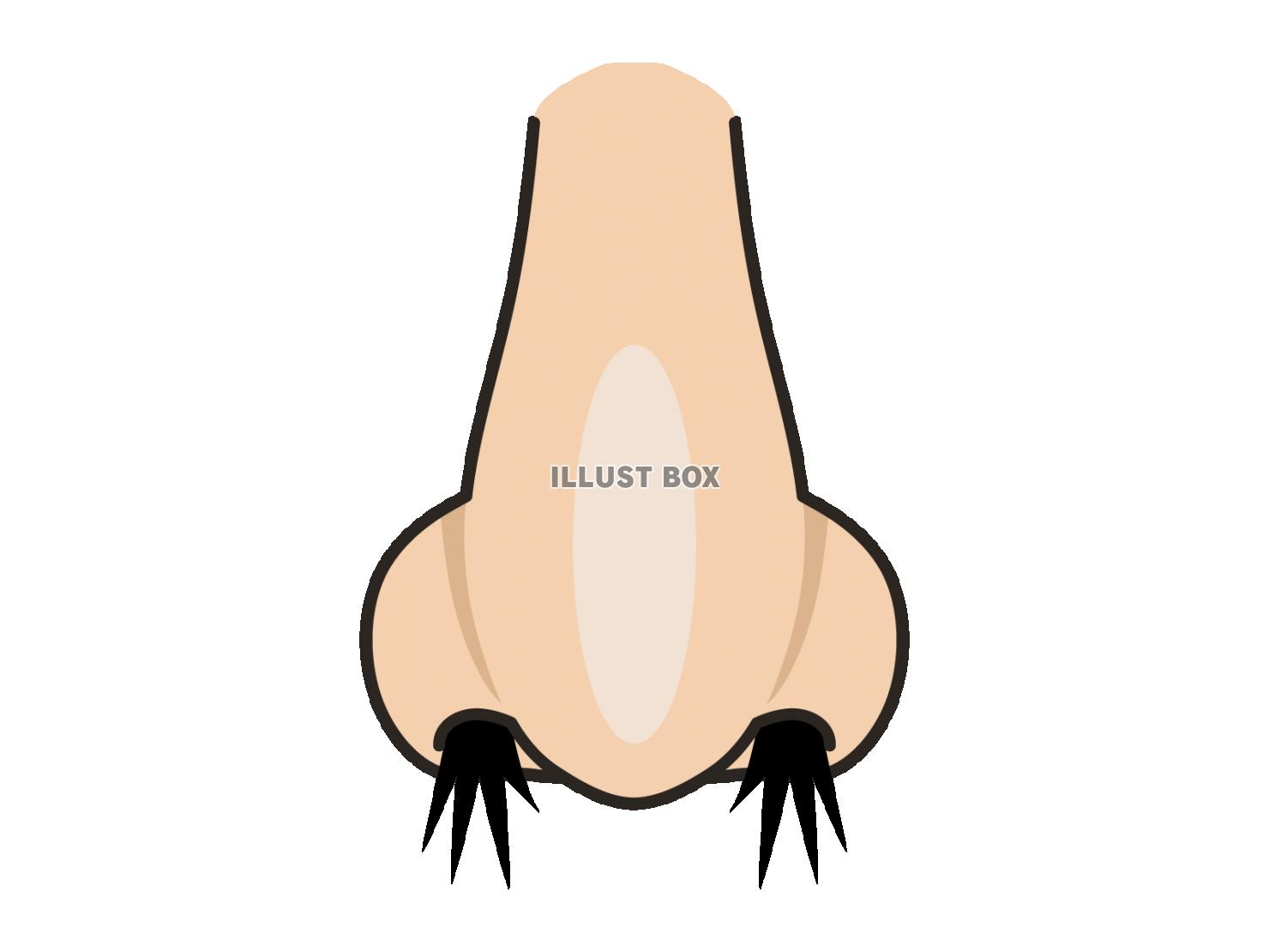 人間の鼻（鼻毛）のイラスト・透過PNG