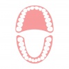 上下の歯のイラスト