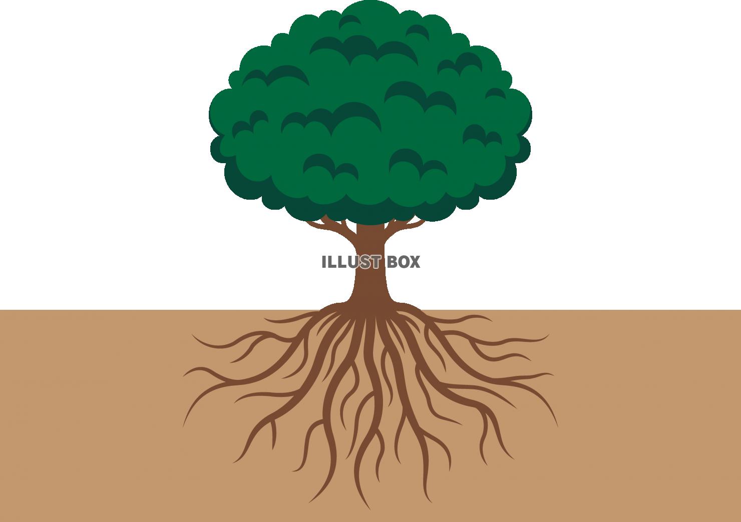 樹木と地中の根の断面図