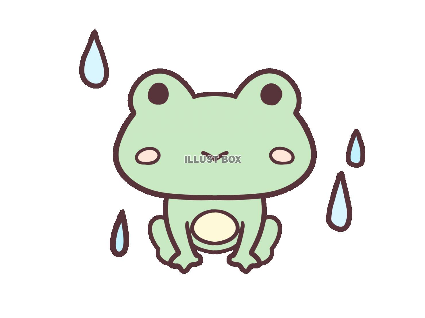 雨の中のカエル