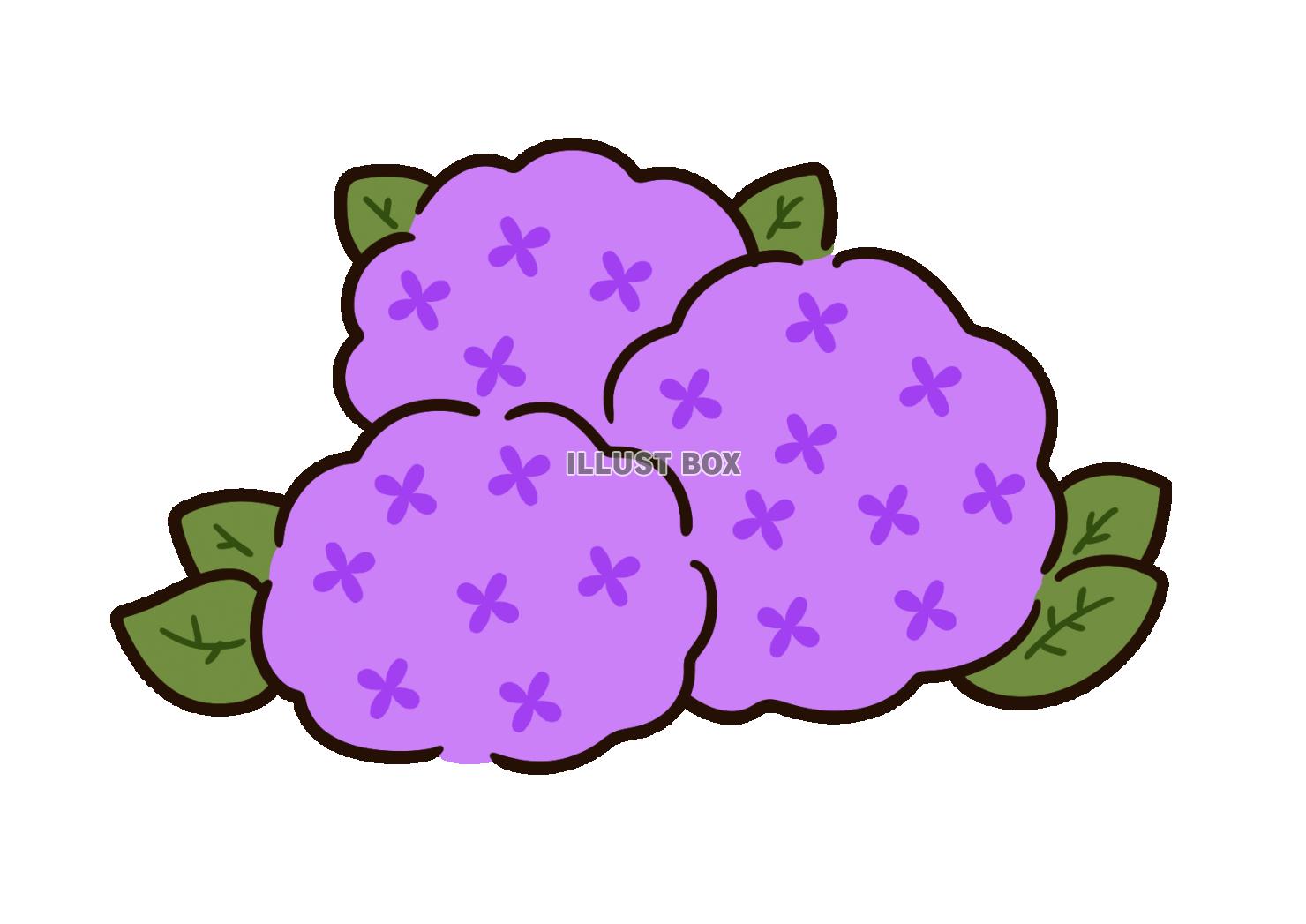 かわいいアジサイ　紫