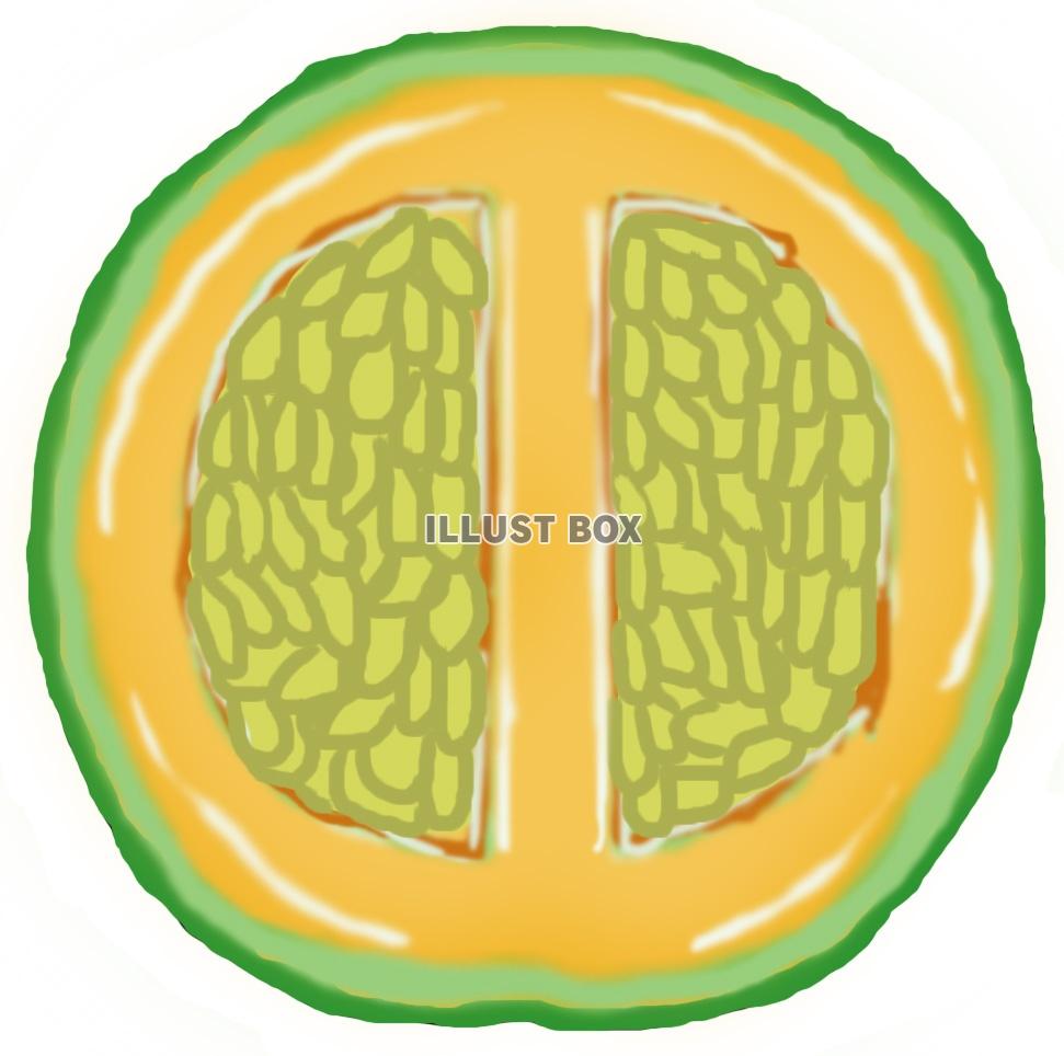 メロン(断面 オレンジ)jpg