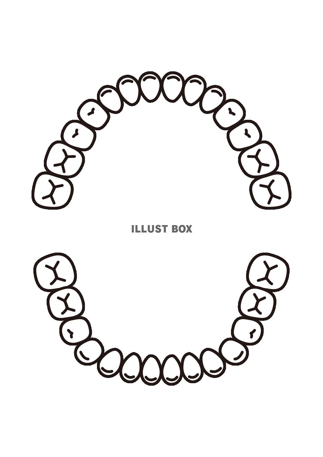 2_イラスト_歯並び・上下・14本ずつ