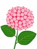 紫陽花の花模様壁紙画像シンプル背景素材イラスト