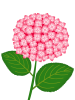 紫陽花の花模様壁紙画像シンプル背景素材イラスト透過png