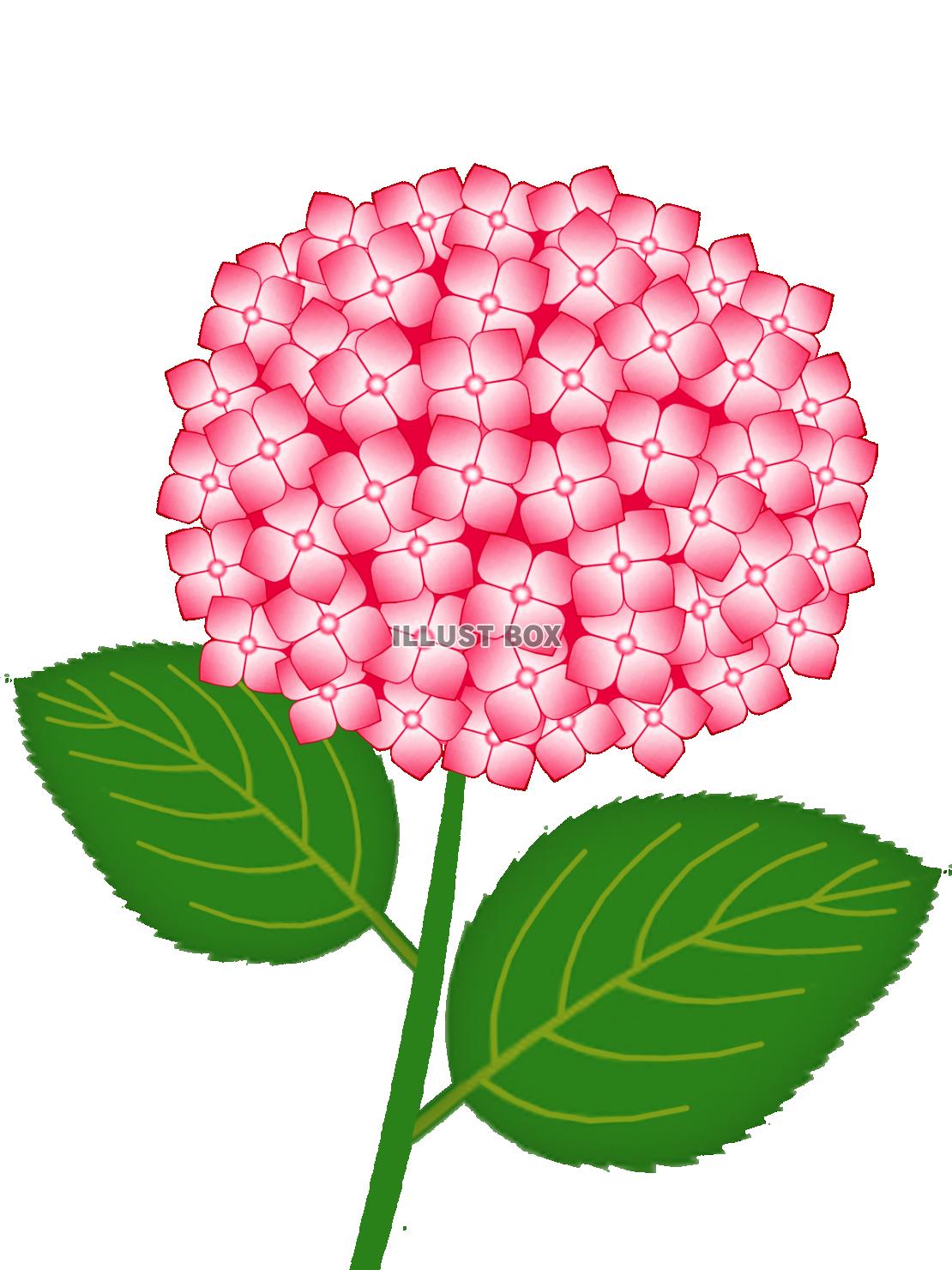 紫陽花の花模様壁紙画像シンプル背景素材イラスト透過png