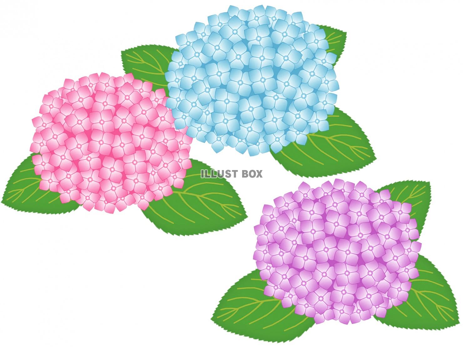 紫陽花の花模様壁紙画像シンプル背景素材イラスト