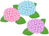 紫陽花の花模様壁紙画像シンプル背景素材イラスト透過png