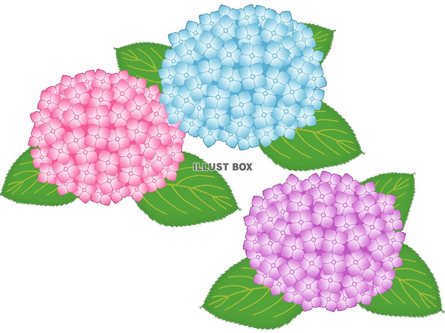 紫陽花の花模様壁紙画像シンプル背景素材イラスト透過png