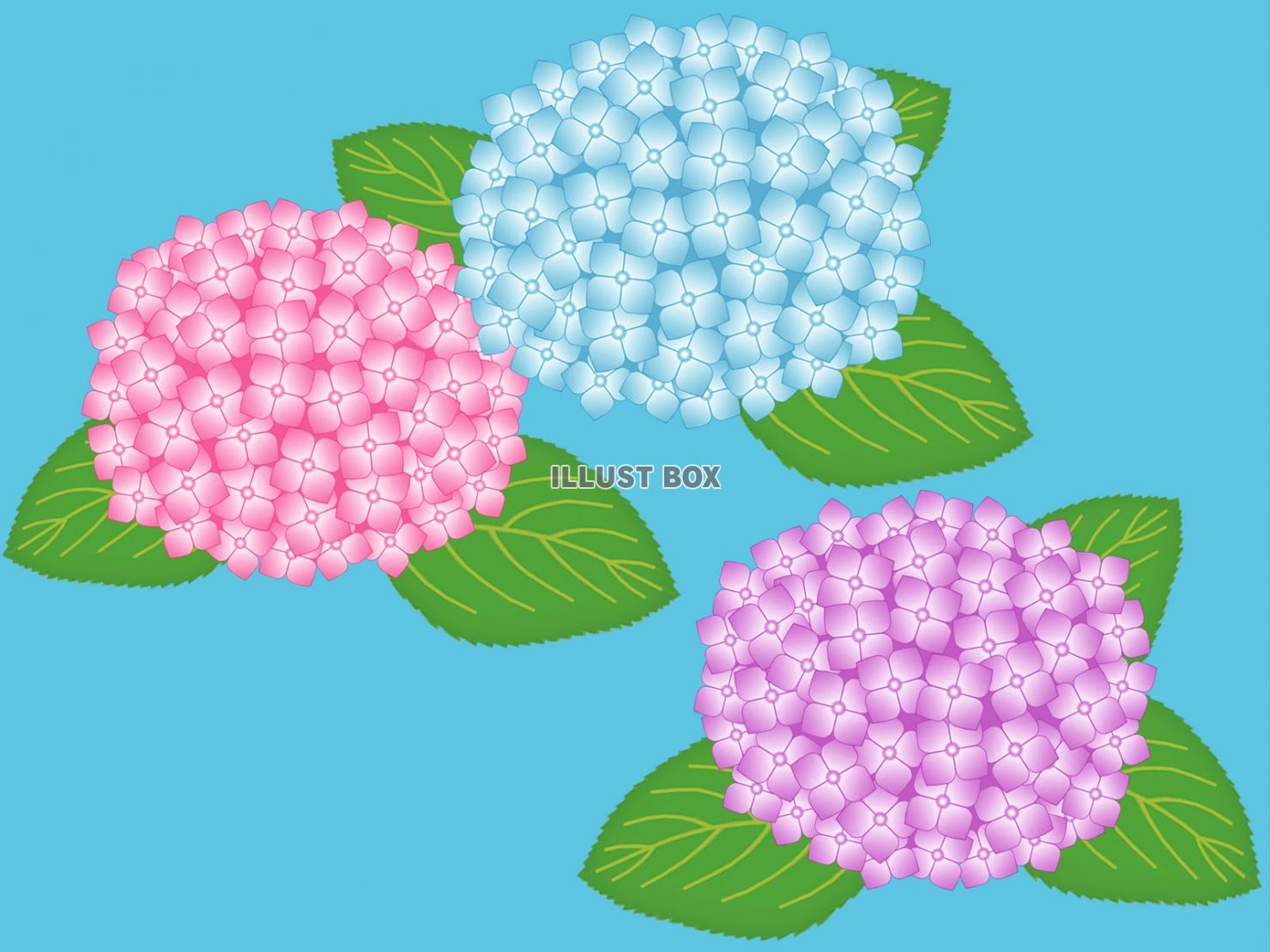 紫陽花の花模様壁紙画像シンプル背景素材イラスト