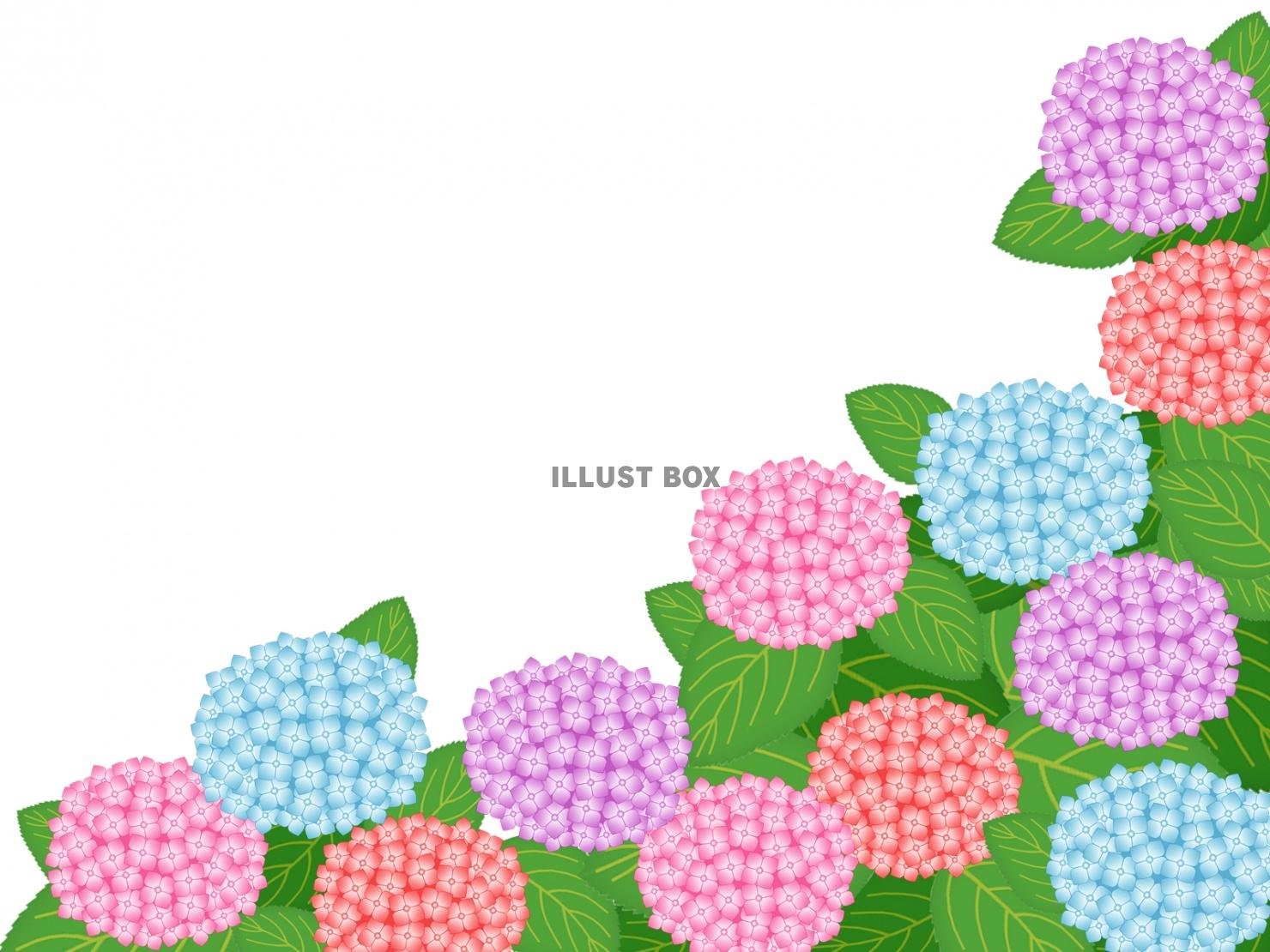 紫陽花の花模様壁紙画像シンプル背景素材イラスト