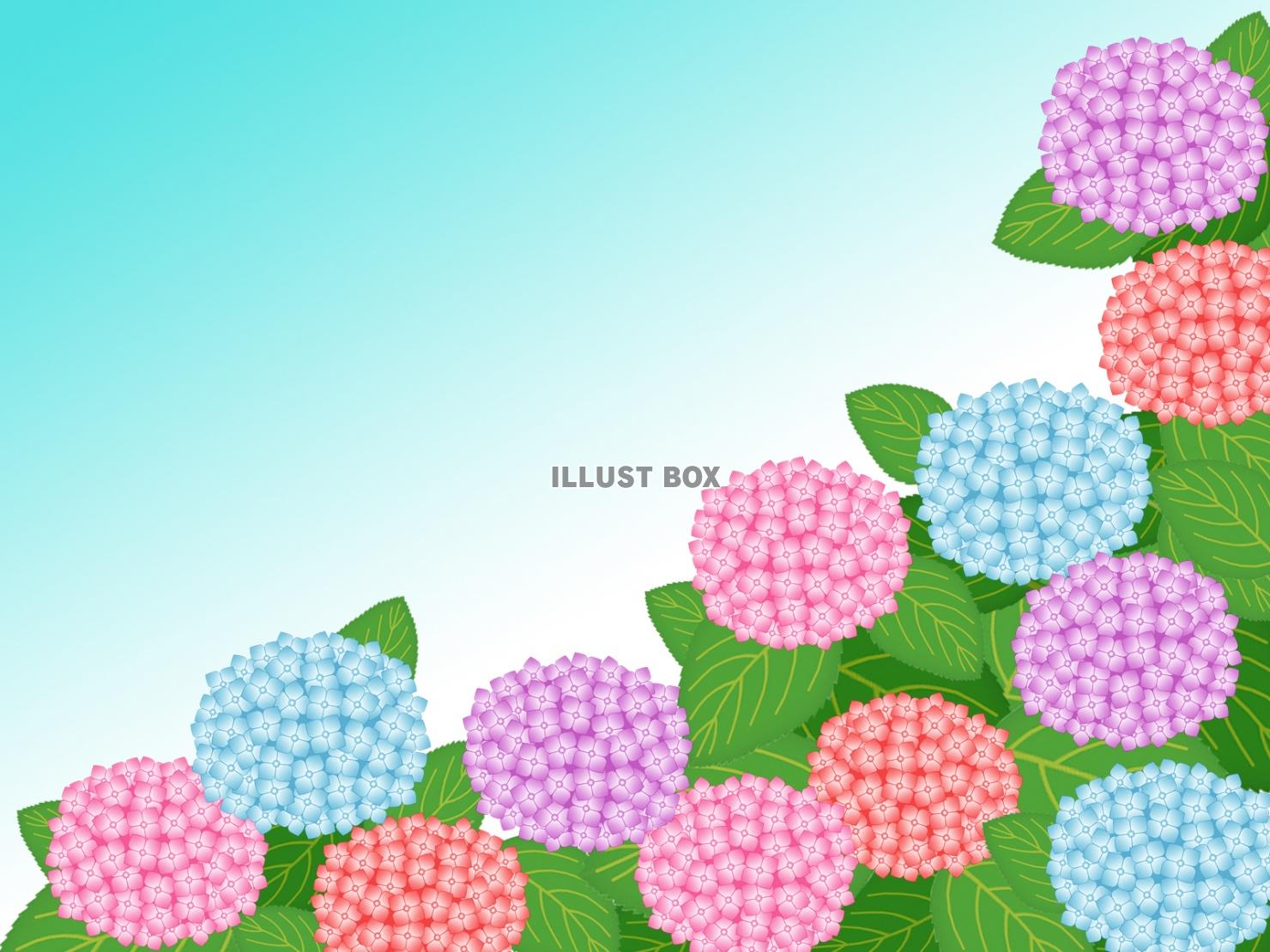 紫陽花の花模様壁紙画像シンプル背景素材イラスト