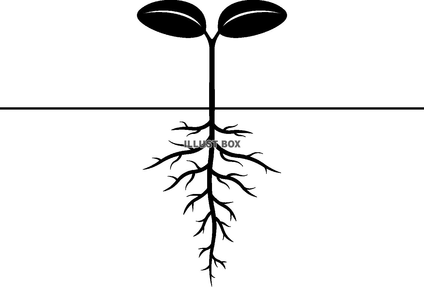 芽生えた植物の双葉と地中の根　モノクロ