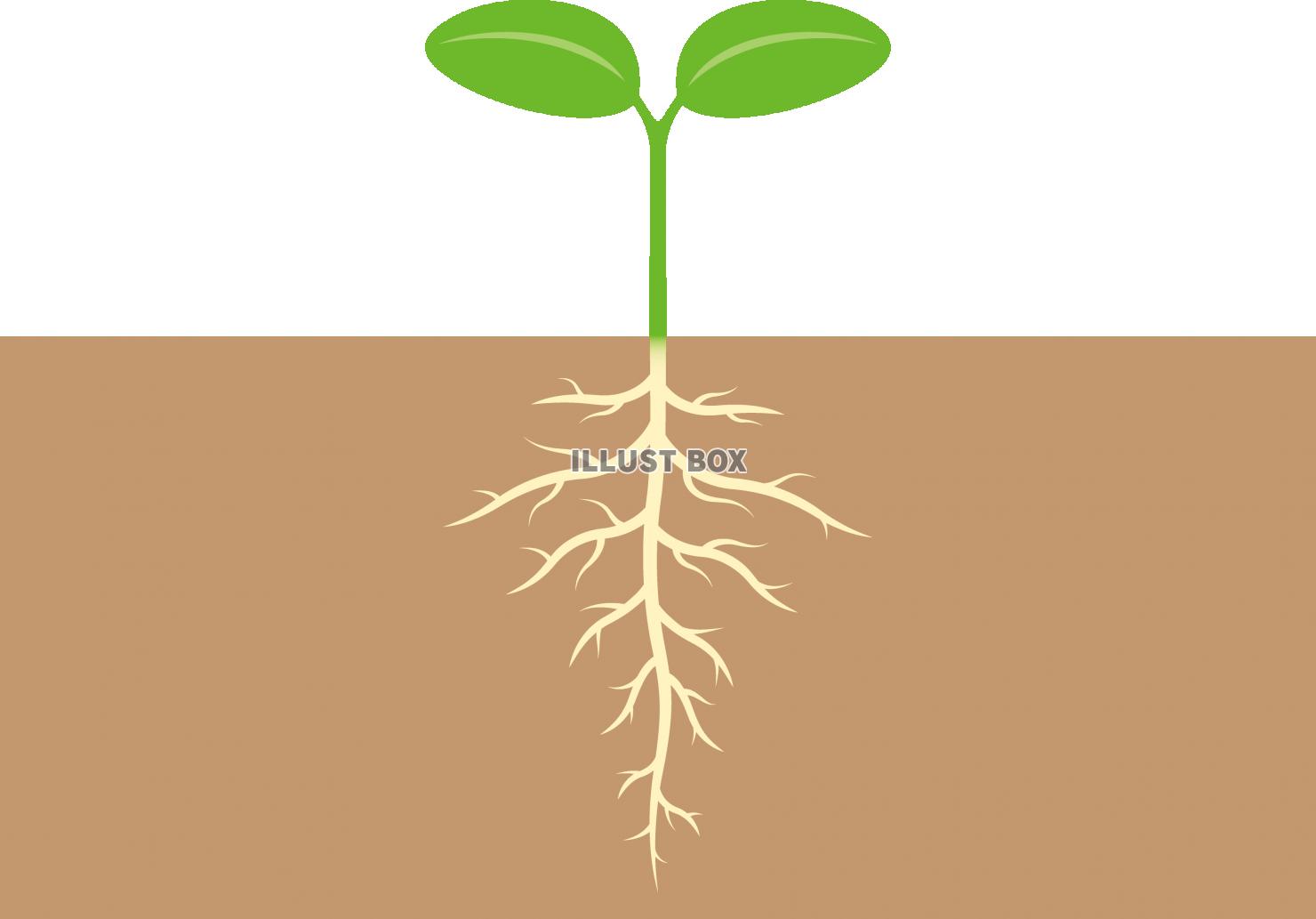 芽生えた植物の双葉と地中の根　カラー