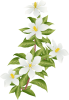 くちなしの花（透過PNG）